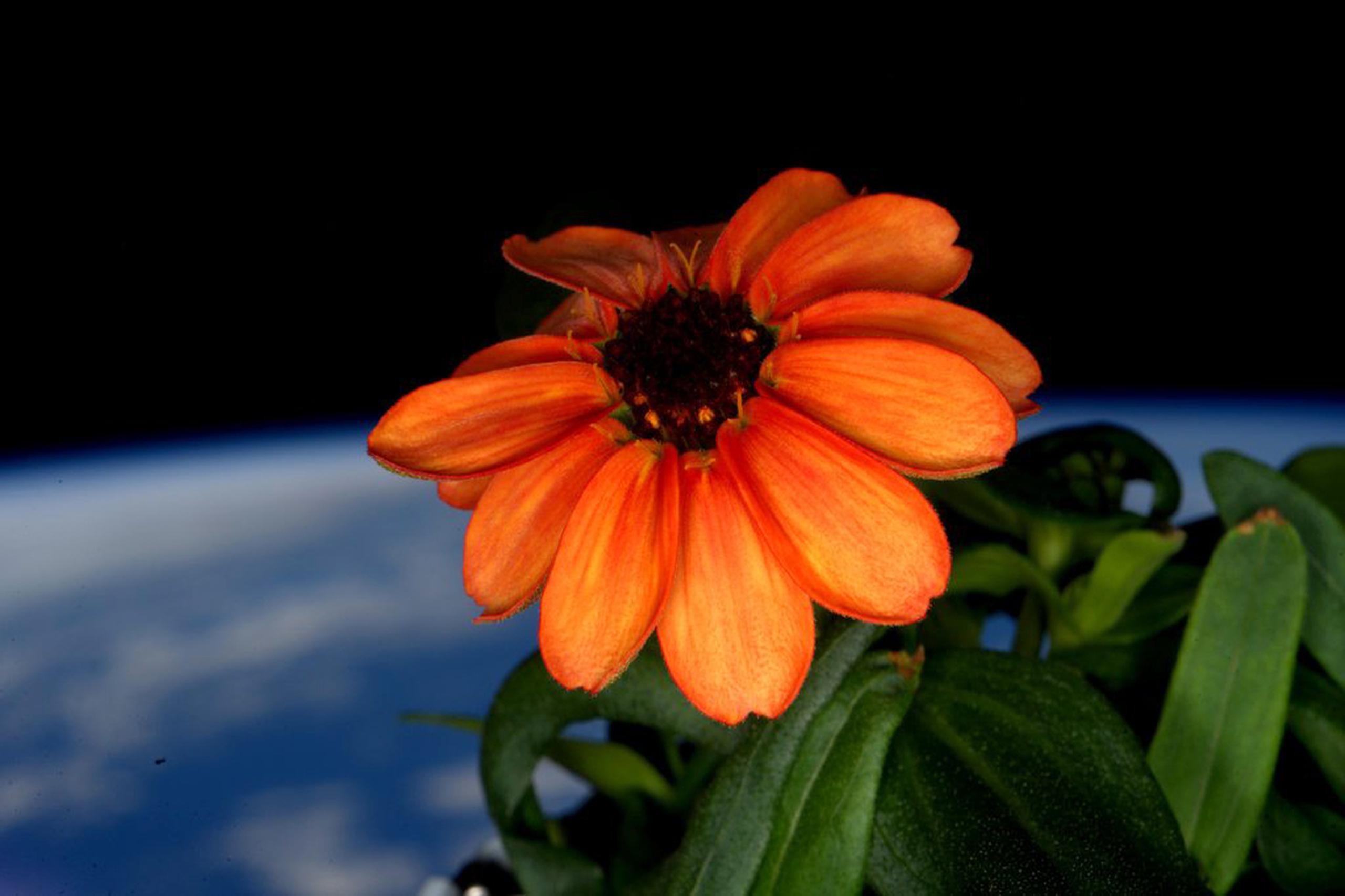 Kelly es el mismo que publicó esta semana esta foto de una flor en el espacio. (AP)
