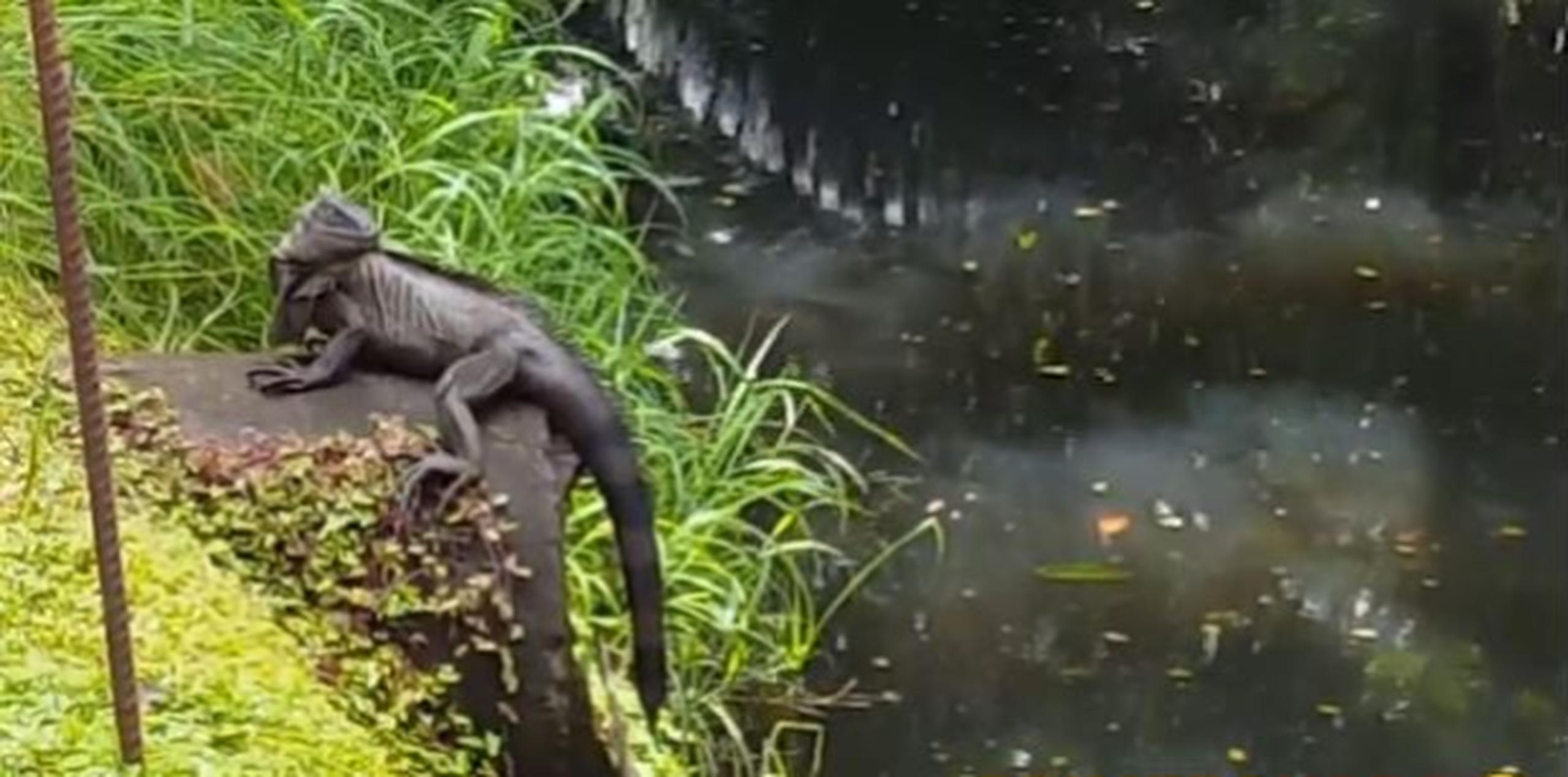 Contrario a las teorías que circularon en internet, el biólogo dijo que la iguana "no tiene la capacidad" para camuflarse como un camaleón. (Captura)