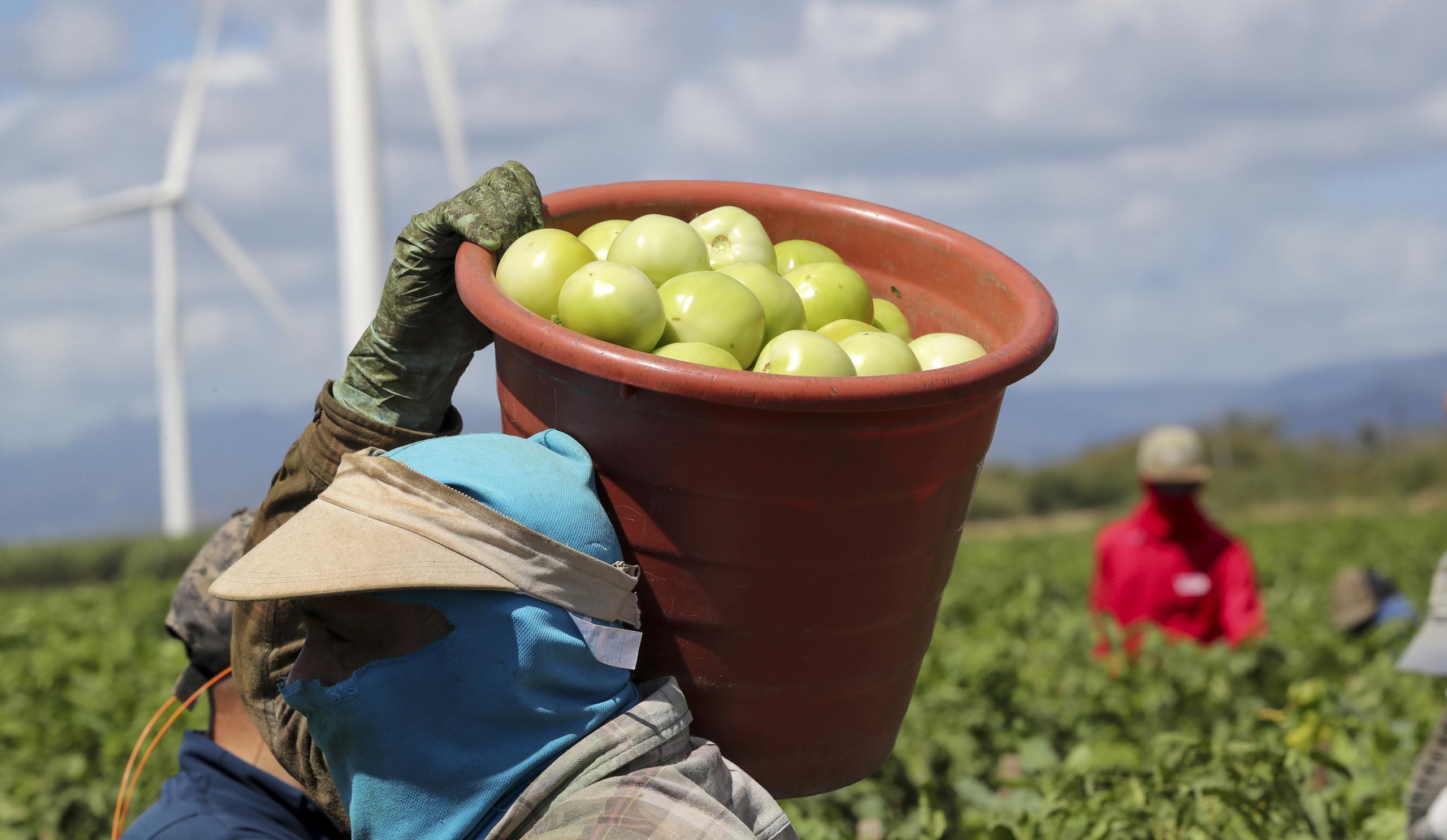 Los trabajadores extranjeros que llegan a laborar en la agricultura proceden mayormente de Centroamérica, Colombia y República Dominicana.