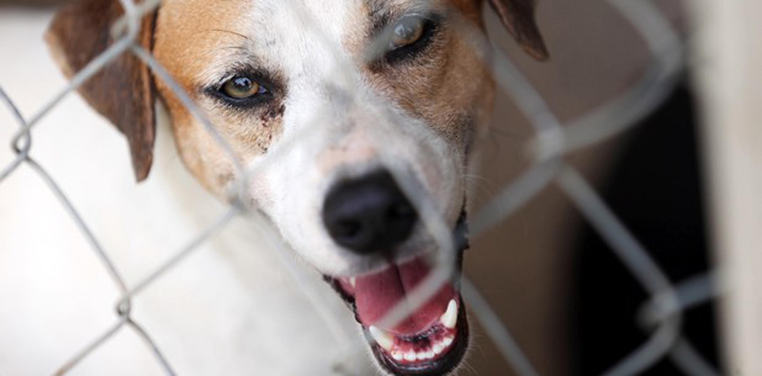 como haces para que los perros dejen de ladrar