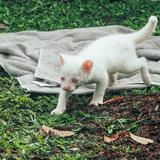Encuentran por primera vez una cría de puma albino en Colombia