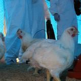 Argentina detecta nuevos casos de gripe aviar en pavos y una gallina 