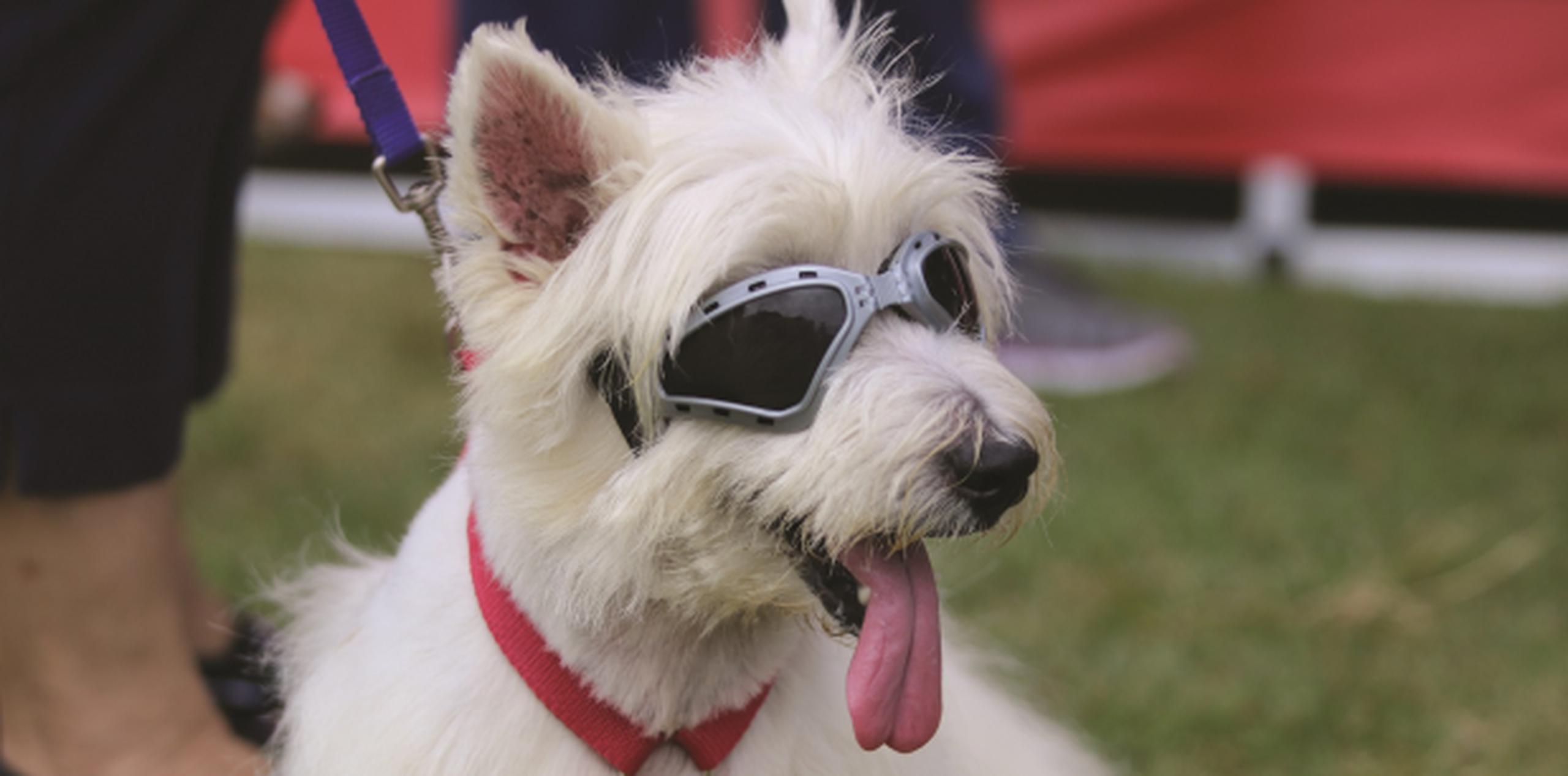 se permiten perros en el parque el dorado