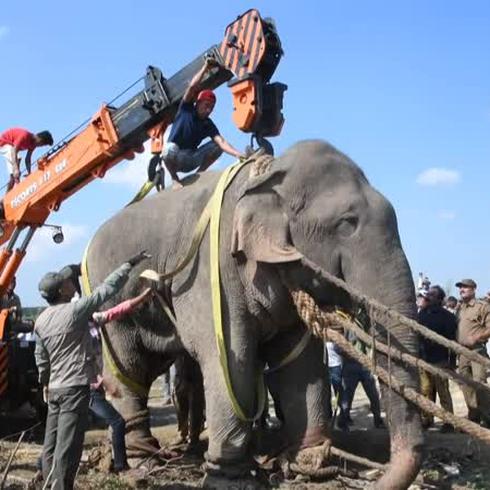 Capturan al peligroso y violento elefante “Bin Laden”