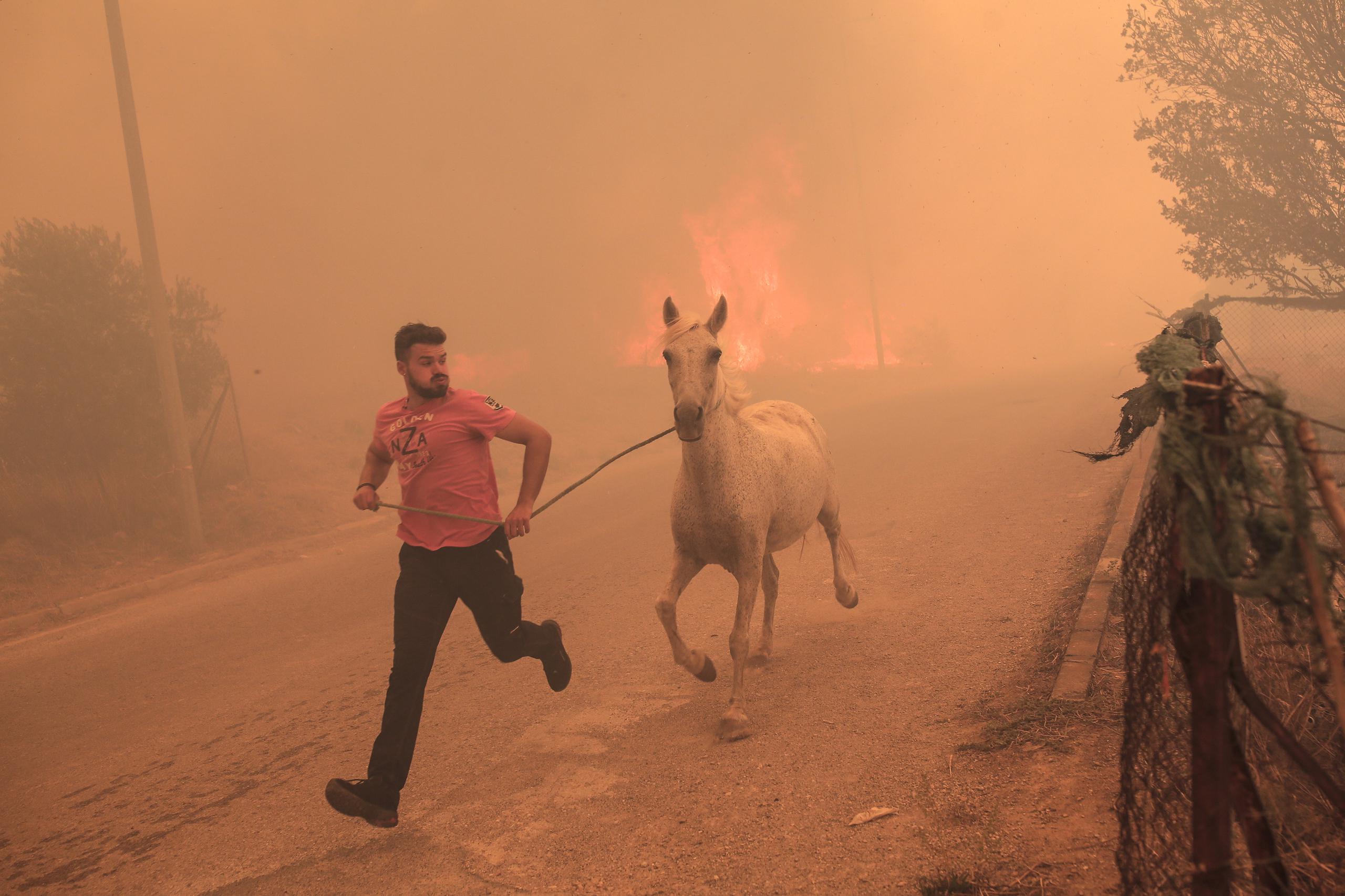 La región de Evros es una de las más afectadas por los incendios que desde el pasado sábado han arrasado más de 43,000 hectáreas, 38,000 de ellas en esta región cercana a Turquía.