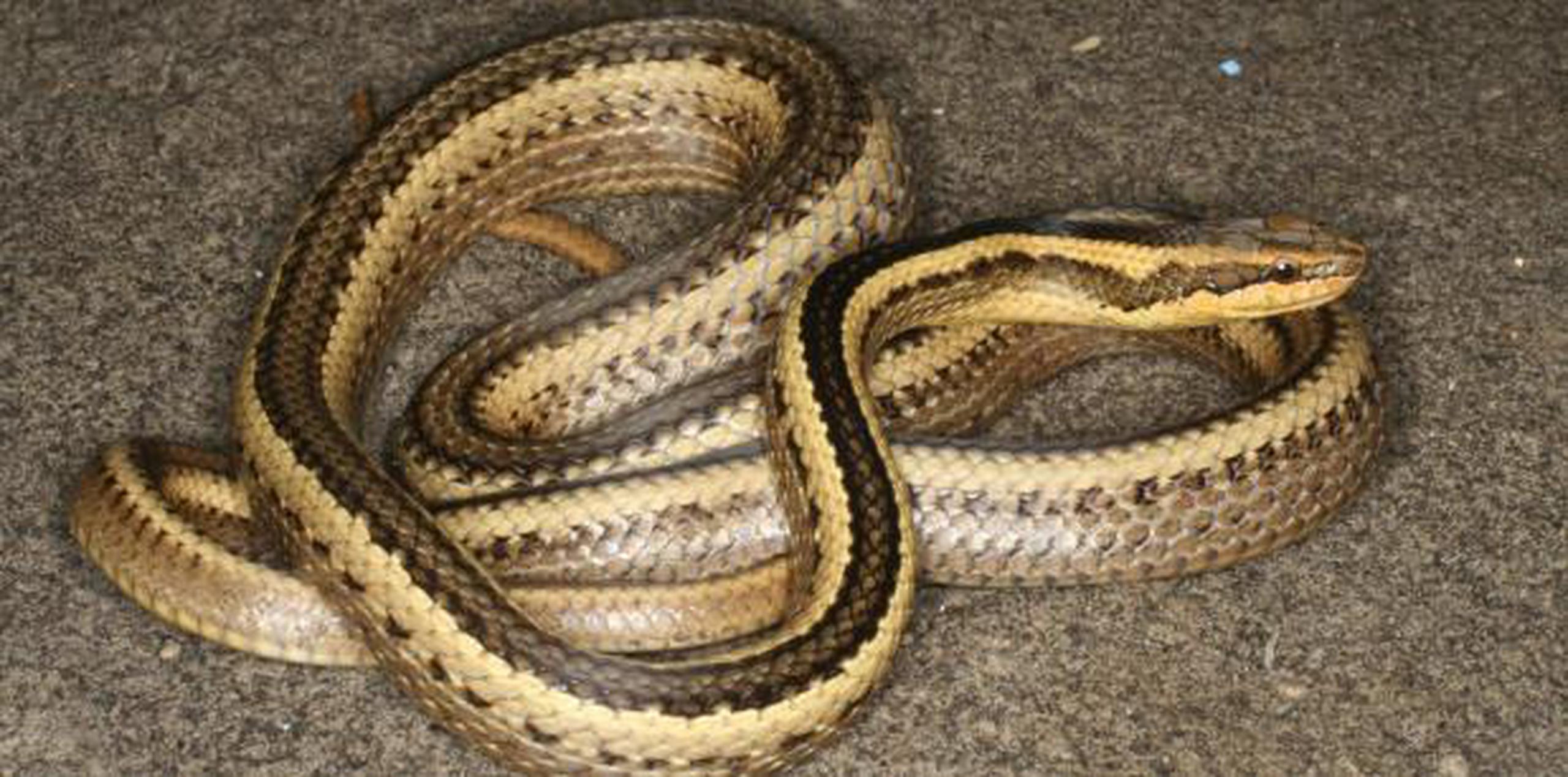 La serpiente nombrada en honor al biólogo ambiental Bob Thomas. (Cortesía de Miguel Trefaut Rodrigues vía AP)