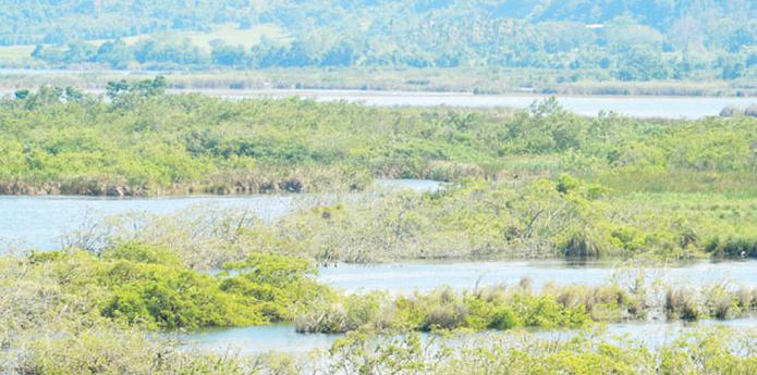 El Caño Tiburones, ubicado en el llano inundable entre el Río Grande de Arecibo y el Río Grande de Manatí, alberga el humedal de agua dulce más extenso de todo Puerto Rico. (Archivo)