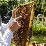 A evaluar medida que prohíbe criar abejas en zonas urbanas