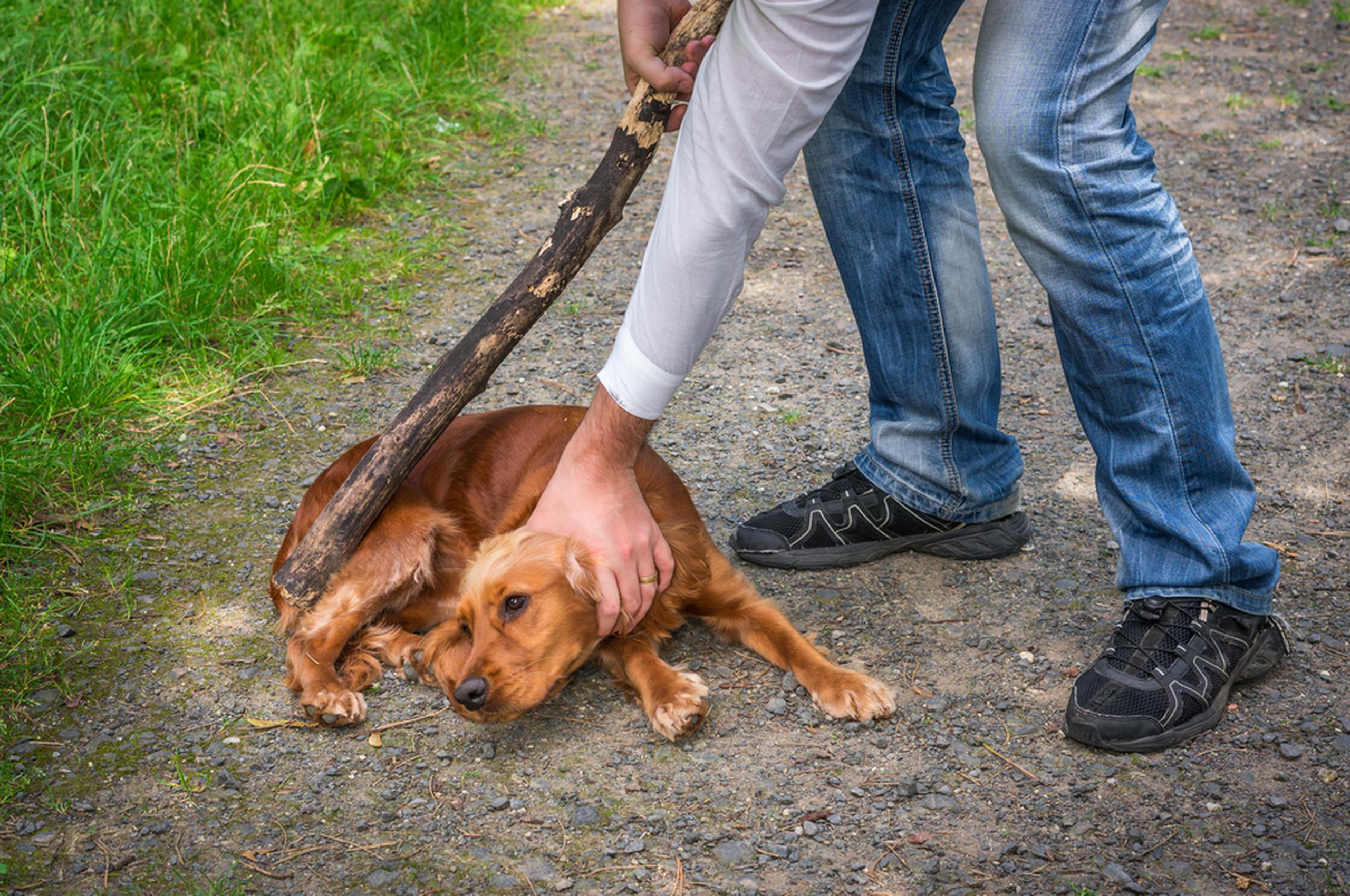 Почему собаки тянут. Жестокое обращение с животными. Жестокое отношение к животным.