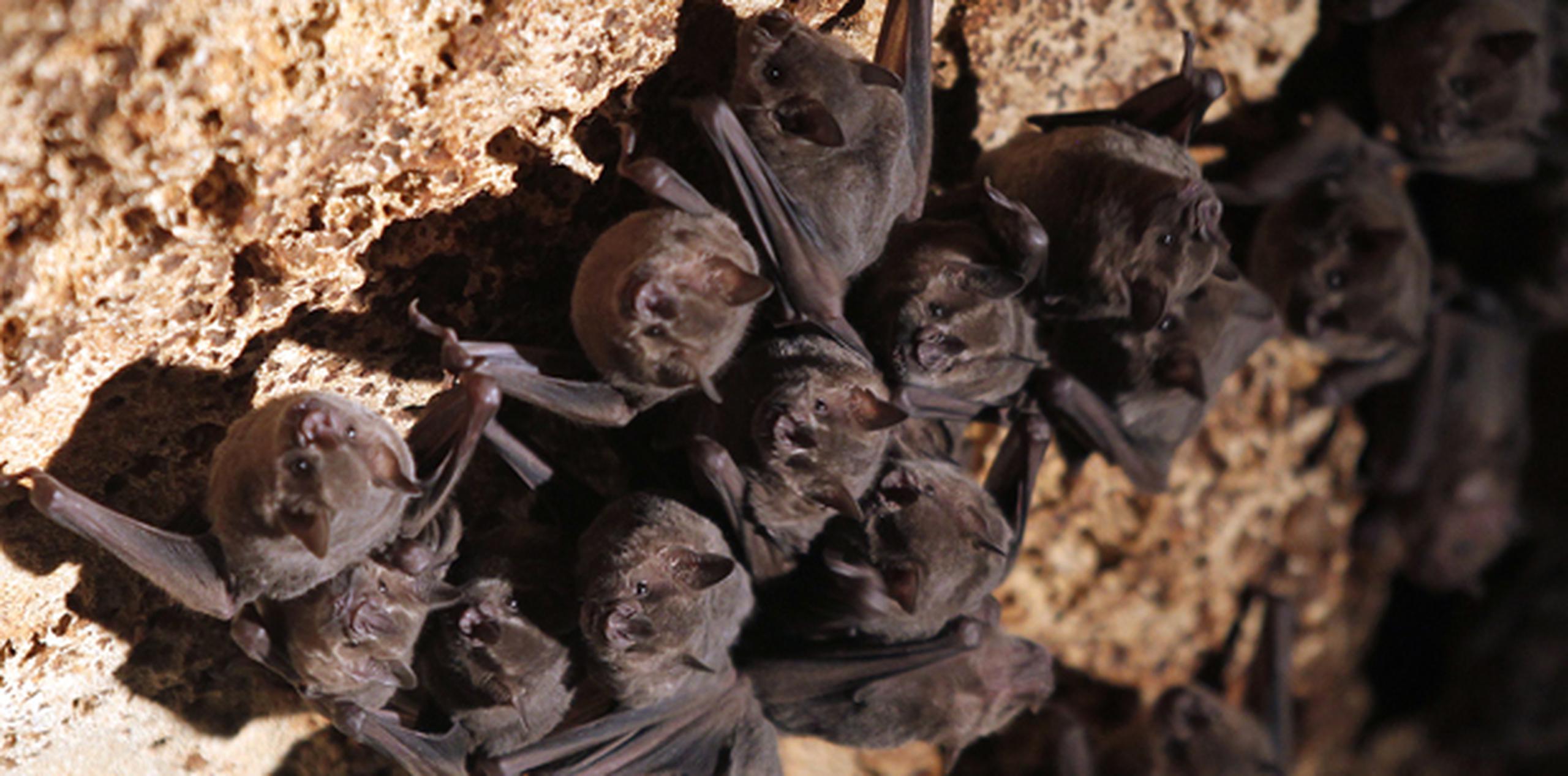 En Puerto Rico existen 13 especies de murciélagos. (Archivo)