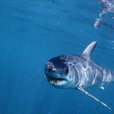 Dos adultos y un niño son atacados por un tiburón en Egipto