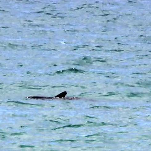 Divisan orca pigmeo en Aguada