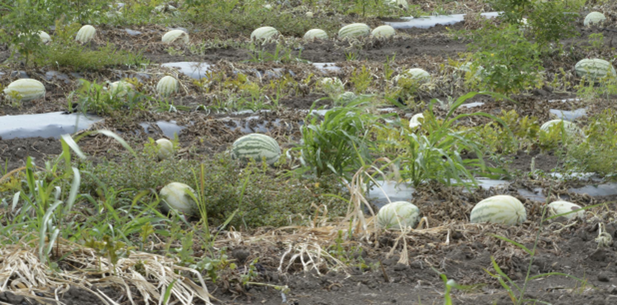 Los melones que cosecha Orlando Escalera son más chiquitos y todo es culpa de la sequía que azota Puerto Rico desde hace meses. (tony.zayas@gfrmedia.com)