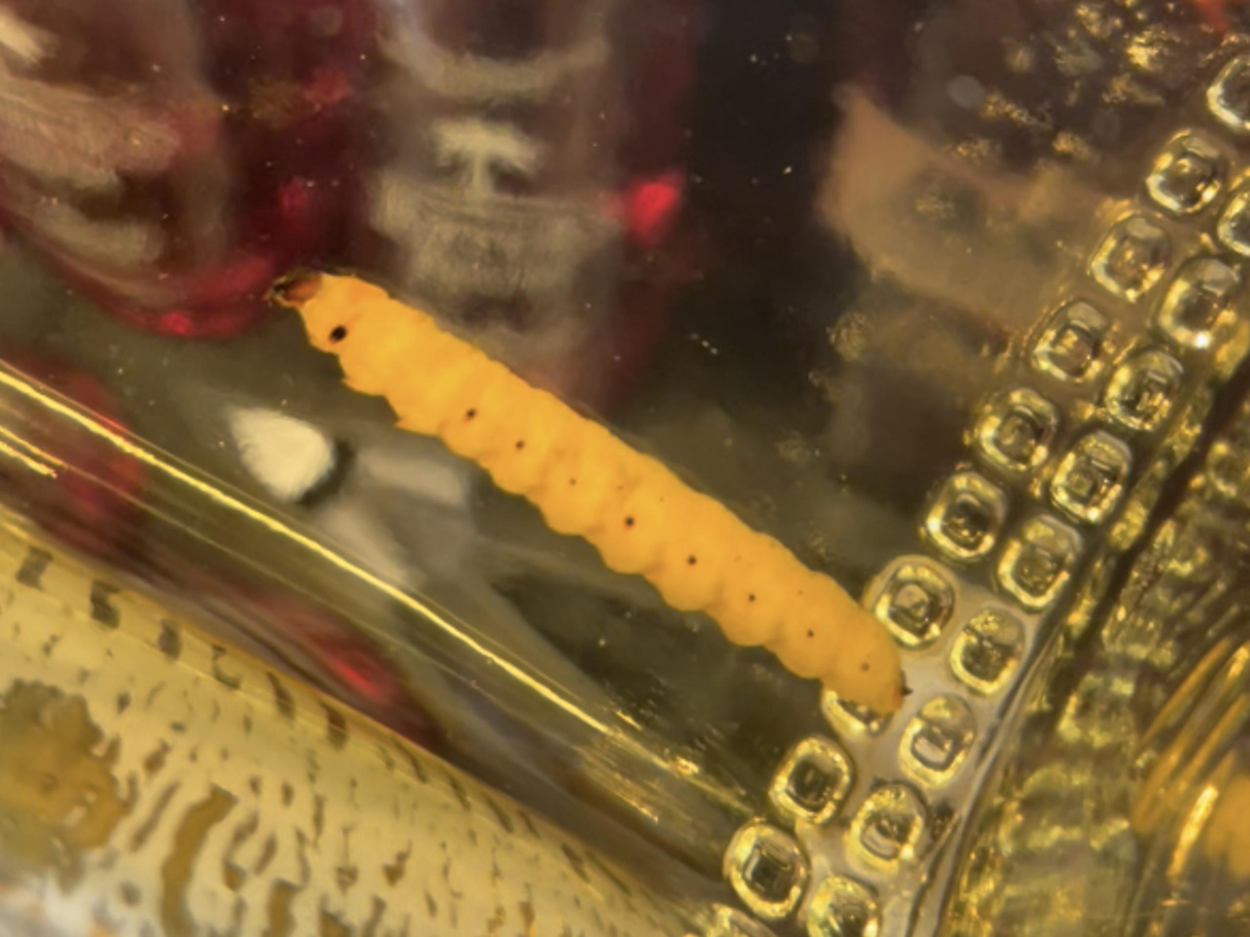 Fotografía cedida por Akito Y. Kawahara de un primer plano que muestra a un gusano dentro de una botella de mezcal "Lajita Reposado".