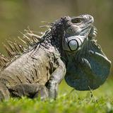 Florida prohíbe la venta y posesión de iguanas 