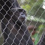 Realizarán protesta por el cierre del Zoológico de Mayagüez y el bienestar animal