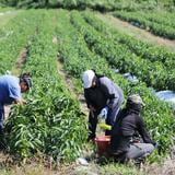 Estados Unidos dará mayor protección a migrantes que trabajan en su sector agrícola