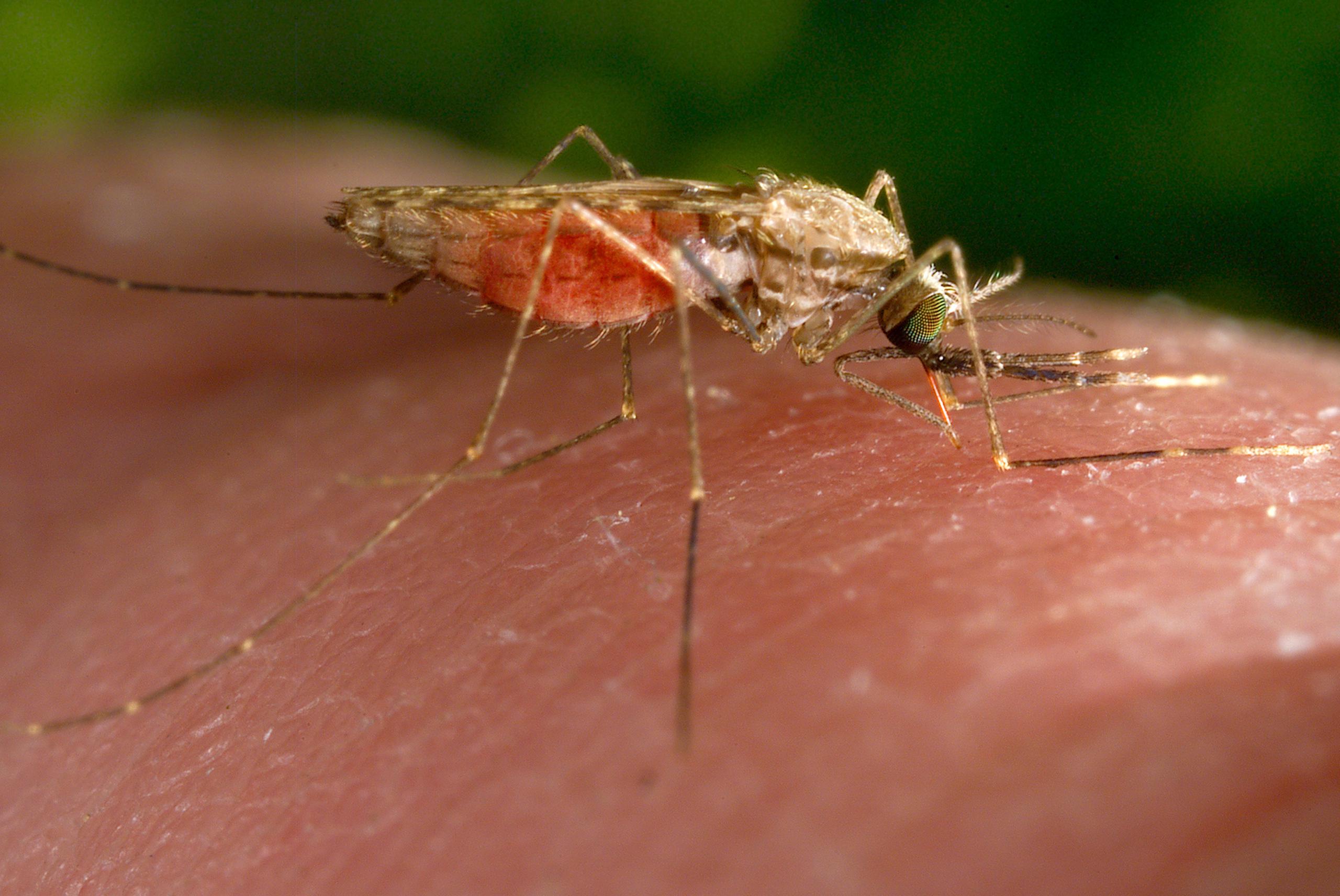 Este insecto es un conocido transmisor del parásito causante de la malaria.