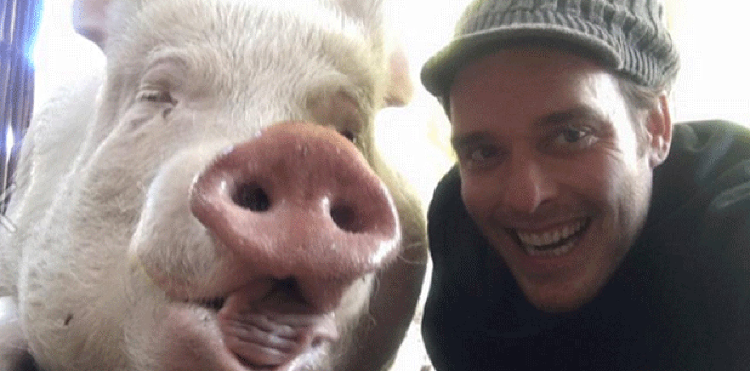 Los encargados de la cerda crearon la página de Facebook Esther the Wonder Pig, en donde publican las vivencias del animal. (Facebook)