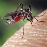 Liberación de mosquitos con dron se convierte en la esperanza de combatir el dengue 