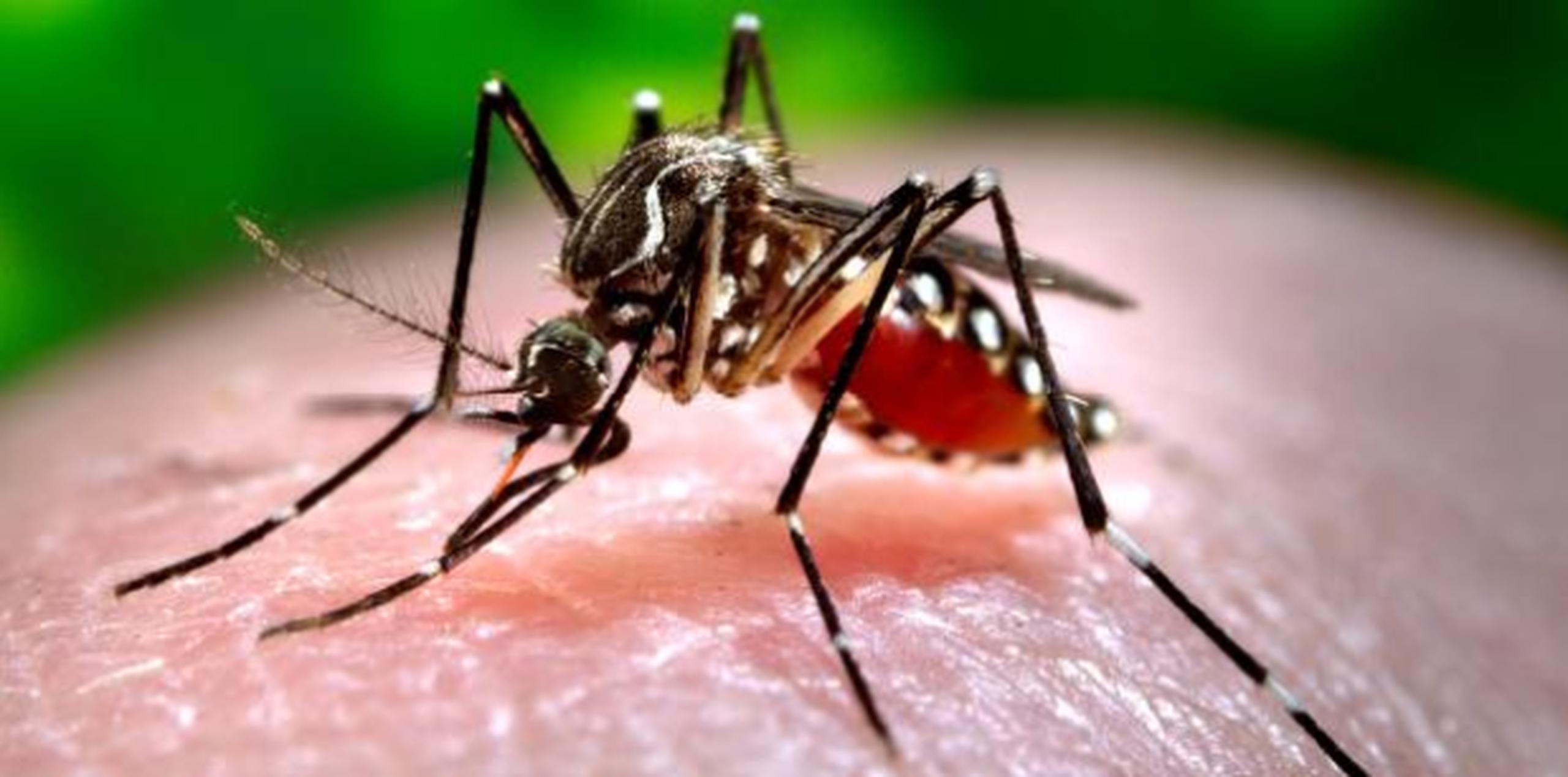 Los mosquitos son responsables por la transmisión tanto del zika como del dengue. (Archivo)