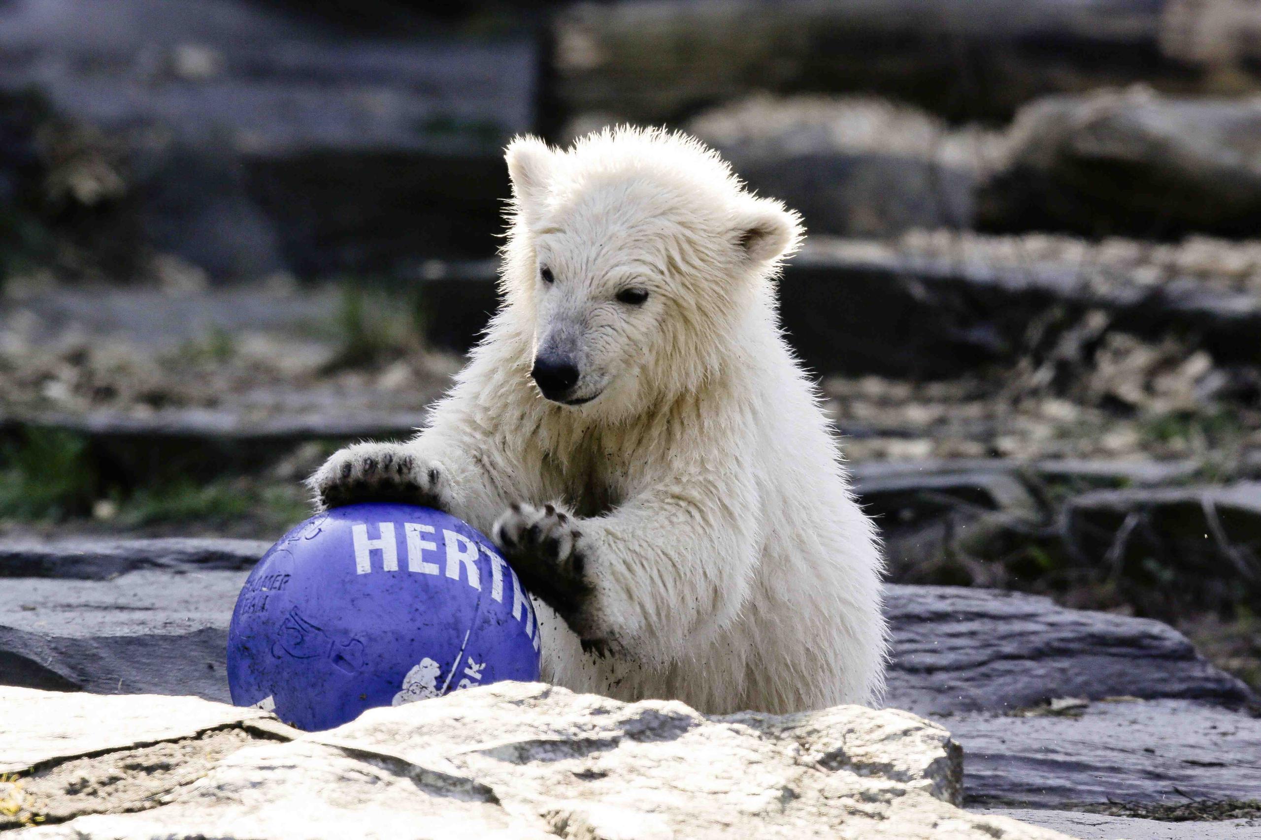 La cachorra de oso polar tiene cuatro meses. (AP / Markus Schreiber)