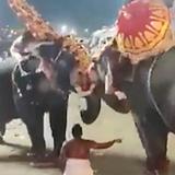 Corre y corre en India tras feroz pelea de elefantes