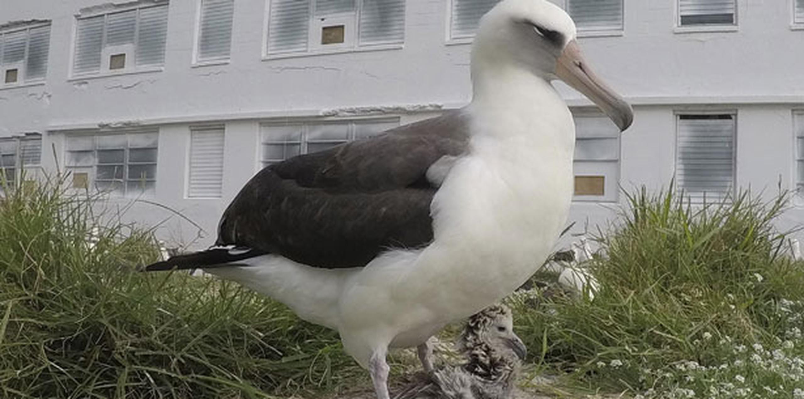 Las parejas de albatros de Laysan se unen para toda la vida y ponen un huevo al año. (AP)