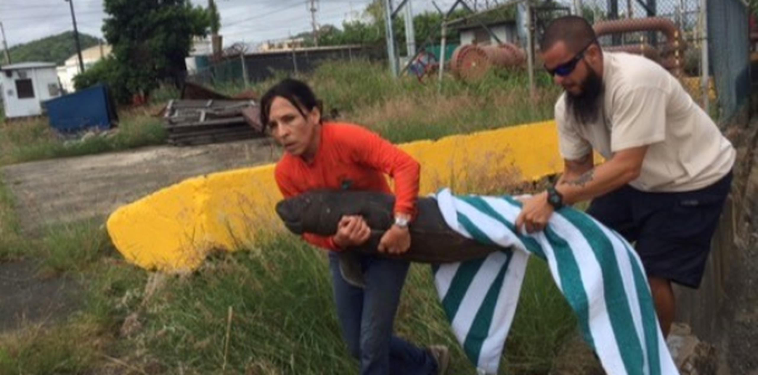El bebé manatí fue rescatado esta mañana en el muelle ABC, entre San Juan y Guaynabo. (Suministrada)