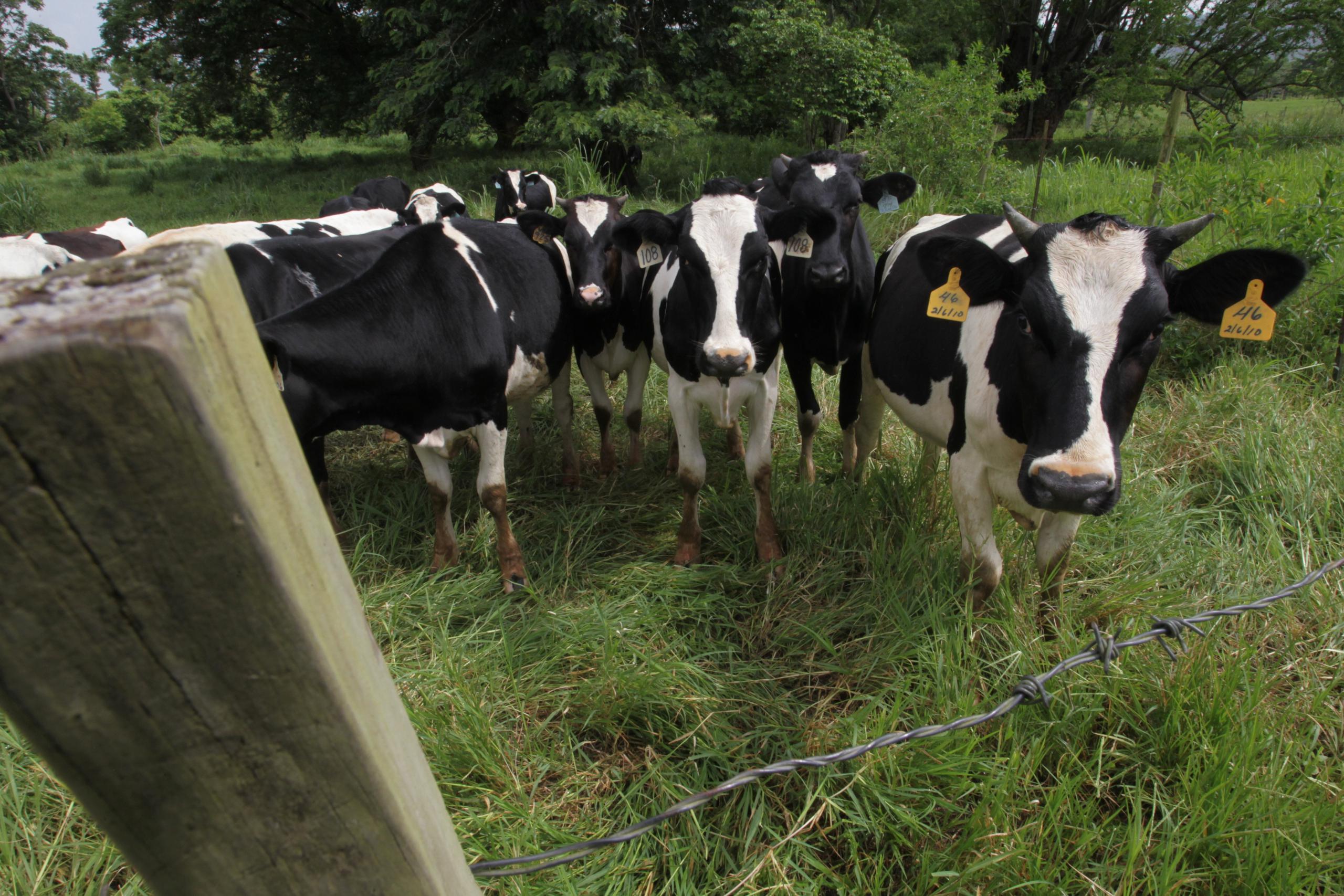 Las centrales lecheras solo pueden suministrar leche de animales sanos, y la de los que no lo están se desvía o se destruye.