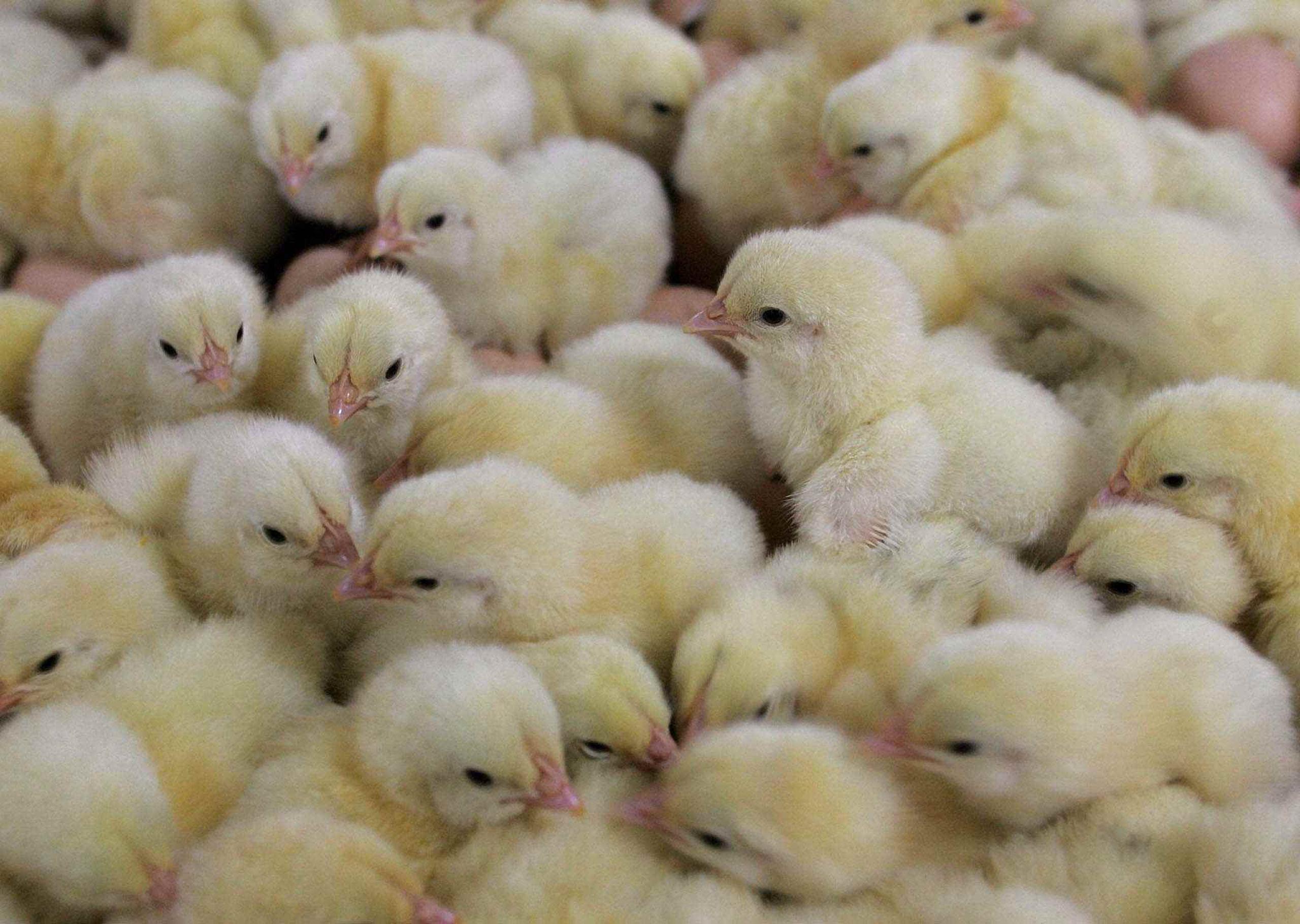 Uno de los tres canes que fueron sometidos a examen en diciembre en una granja de patos del país dio positivo de la cepa altamente patógena H5N8 de la gripe aviar. (Archivo)
