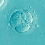 Logran desarrollar un modelo de embrión humano a partir de células madre