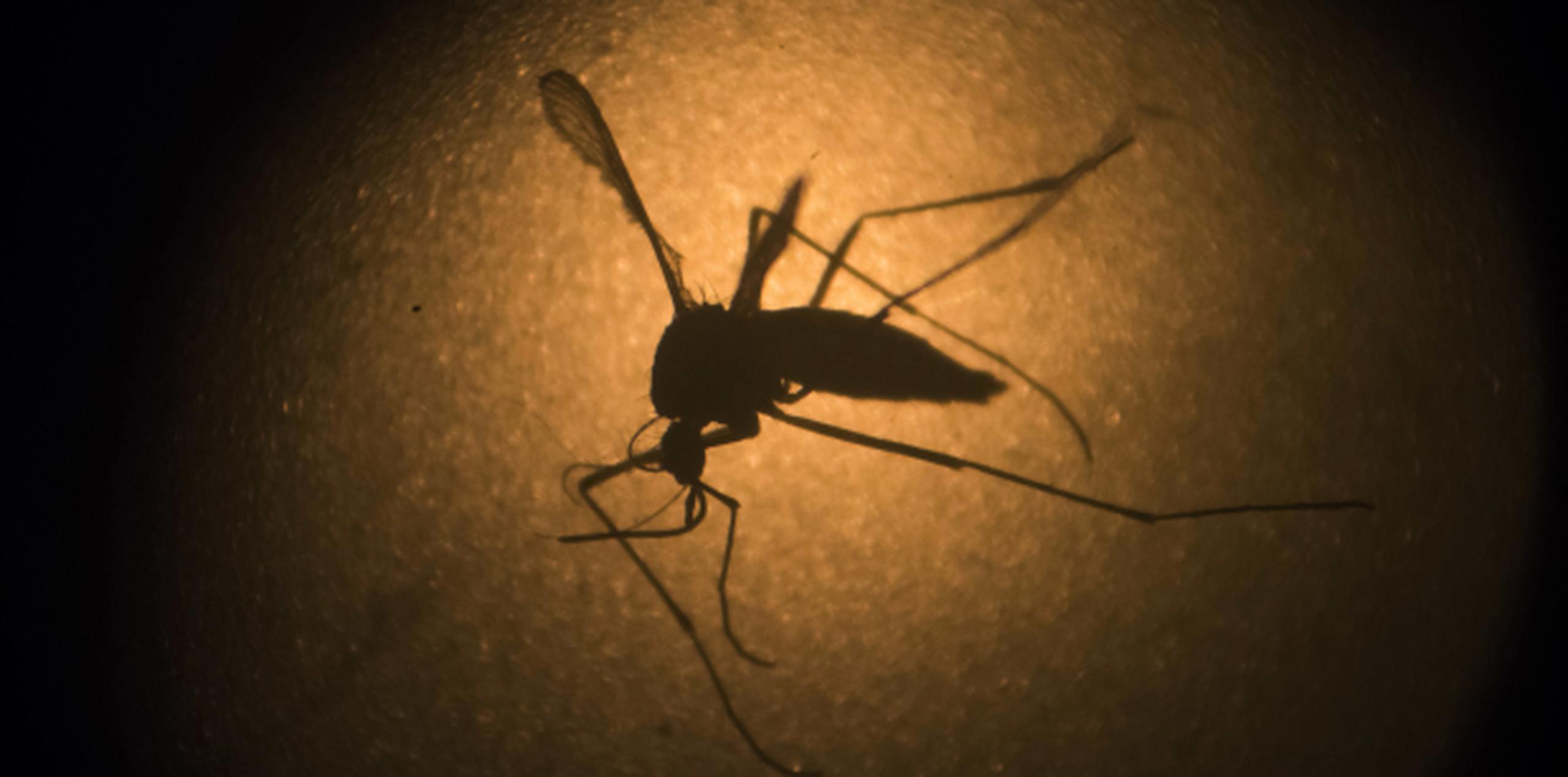 El mosquito Aedes aegypt. (AP/Felipe Dana)