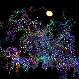 El "árbol mágico" que atrae a miles de visitantes con sus más de 12,000 luces