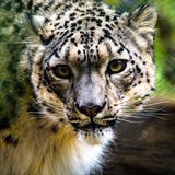 Reportan primer positivo a COVID-19 de una leopardo de las nieves en Estados Unidos