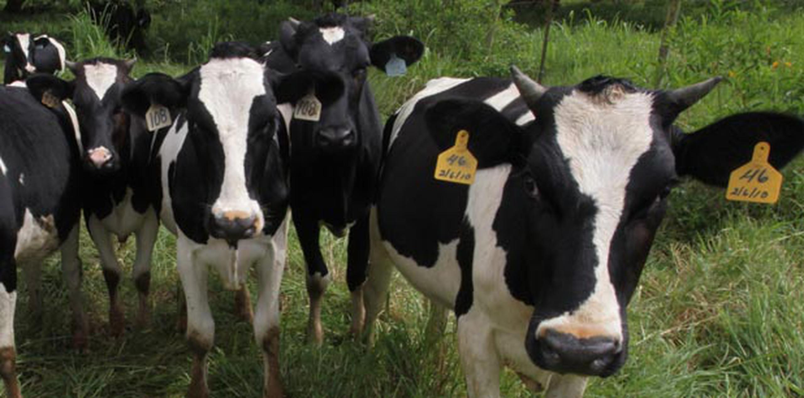 El propósito a largo plazo sería modificar el sexo de vacas, yeguas y hasta hembras de otras especies. (Archivo)