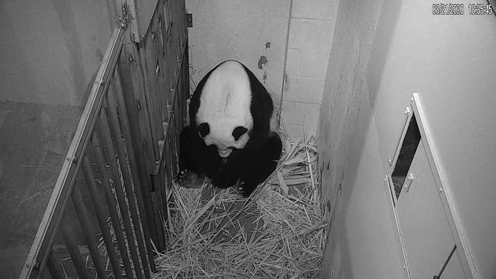 La panda gigante Mei Xiang tras dar a luz a un cachorro, en Washington
