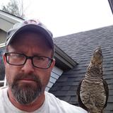 Un grévol engolado hace amistad con un hombre en Nueva Hampshire