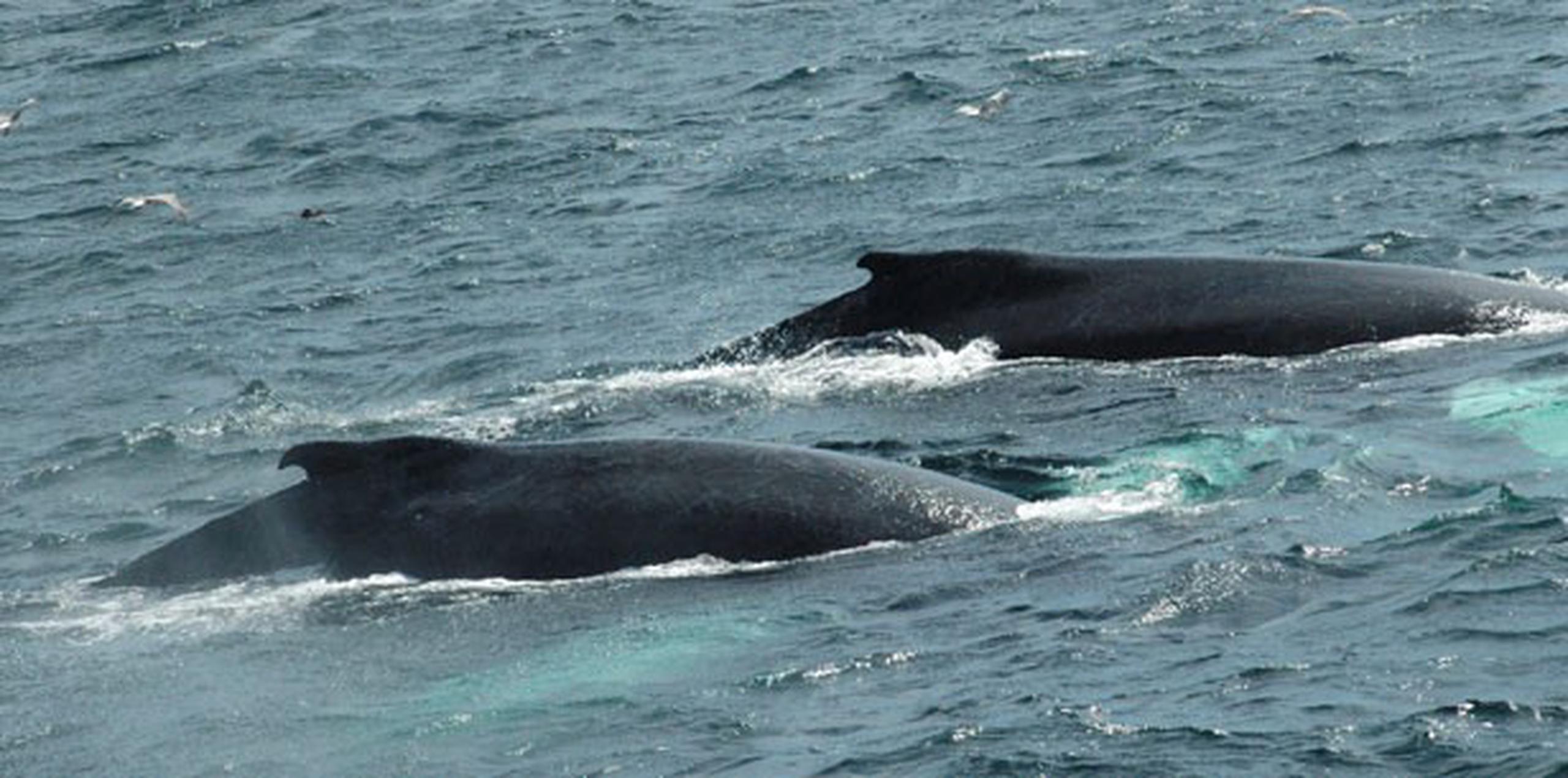 Los científicos hallaron que los mamíferos marinos tienen más probabilidades que los moluscos de extinguirse, mientras que ballenas, delfines y focas muestran mayor riesgos que los tiburones o invertebrados como los corales.(EFE)