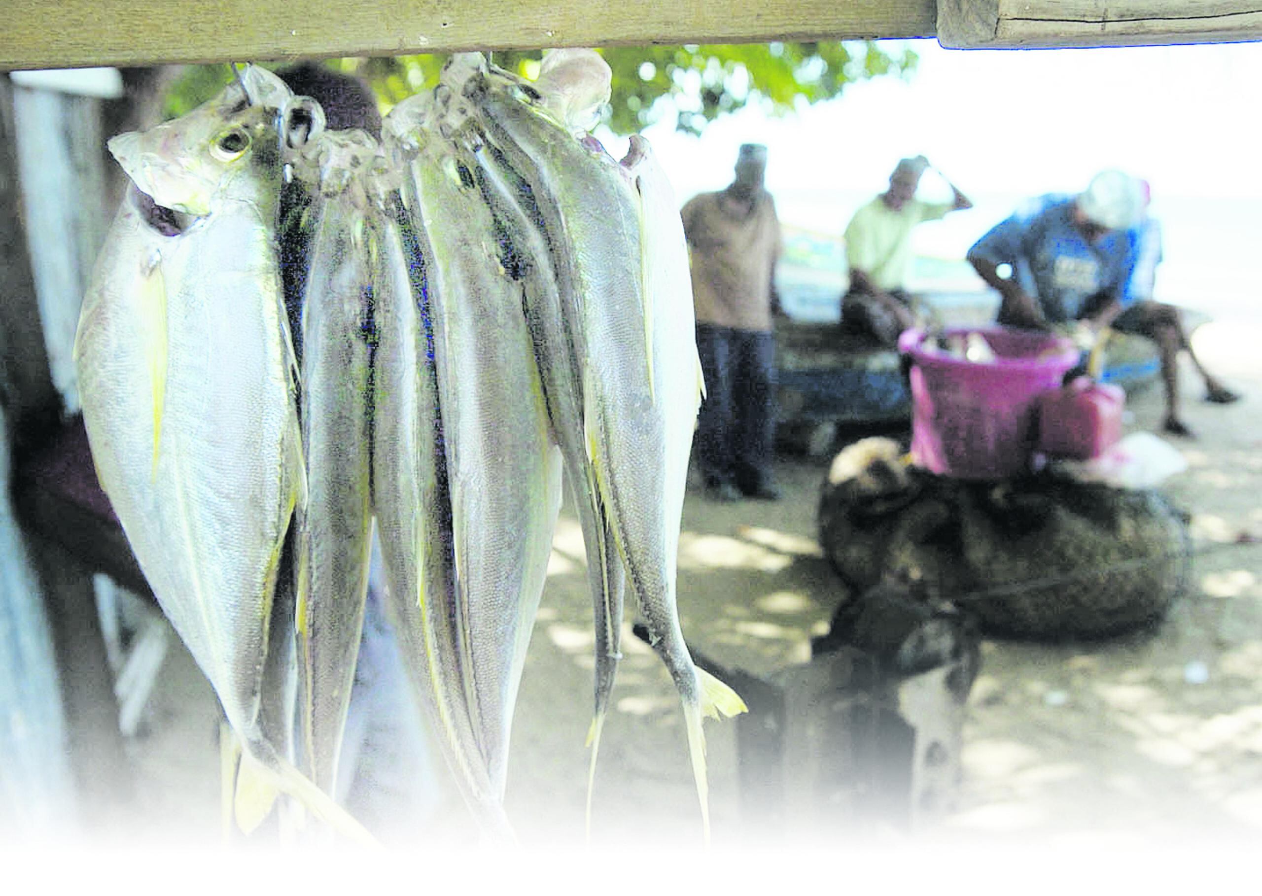 El Departamento de Agricultura asegura que hay 22 villas pesqueras con suficientes productos para suplir la demanda de estos días.
