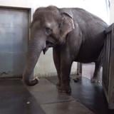 Elefanta aprende por sí misma a pelar plátanos y rechaza los muy maduros 