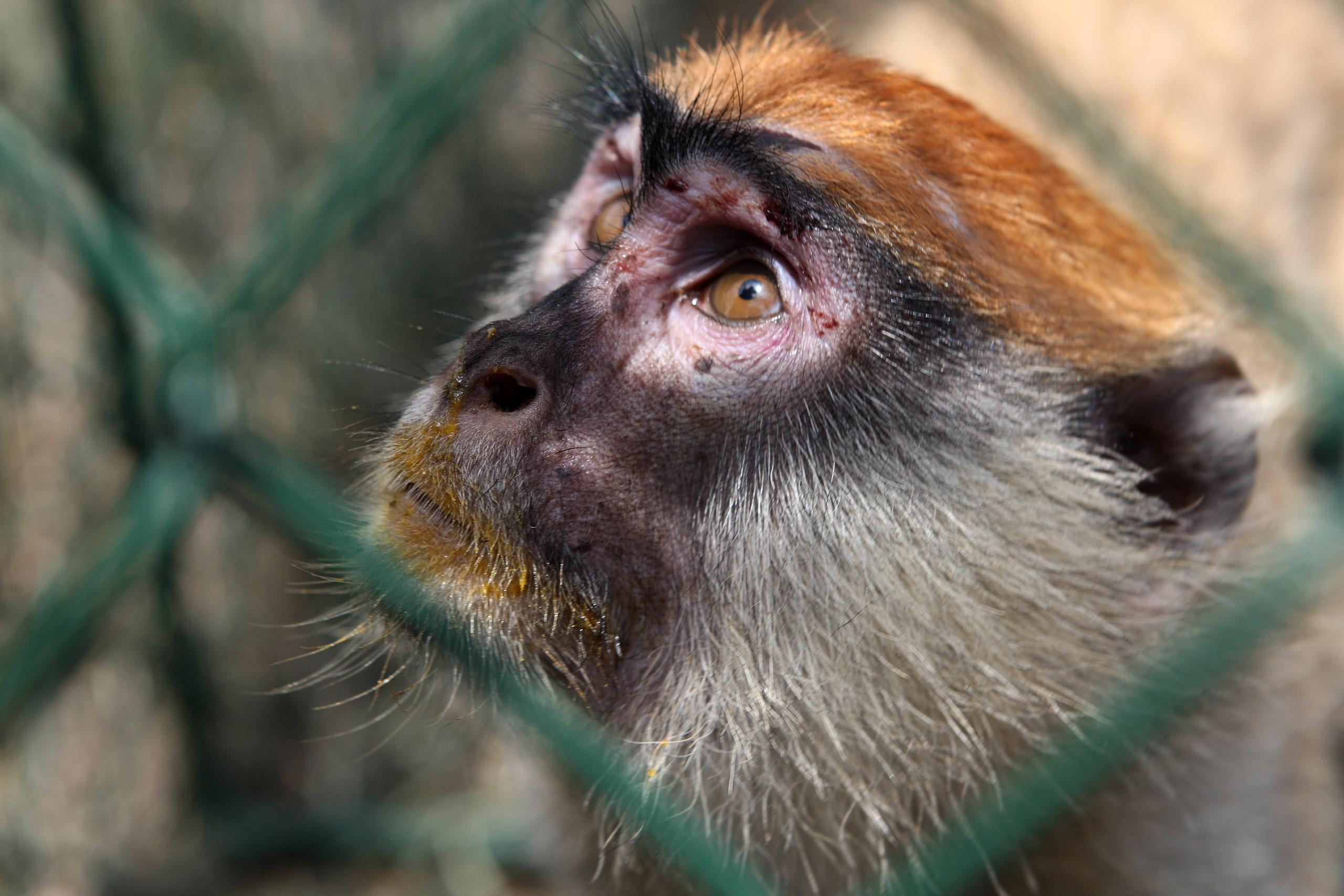 Imagen de archivo de un monos patas.