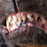 Perro pitbull muere tras atacar a su dueño en Cupey 