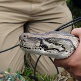 Capturan una pitón de casi 20 pies de largo en los Everglades de Florida