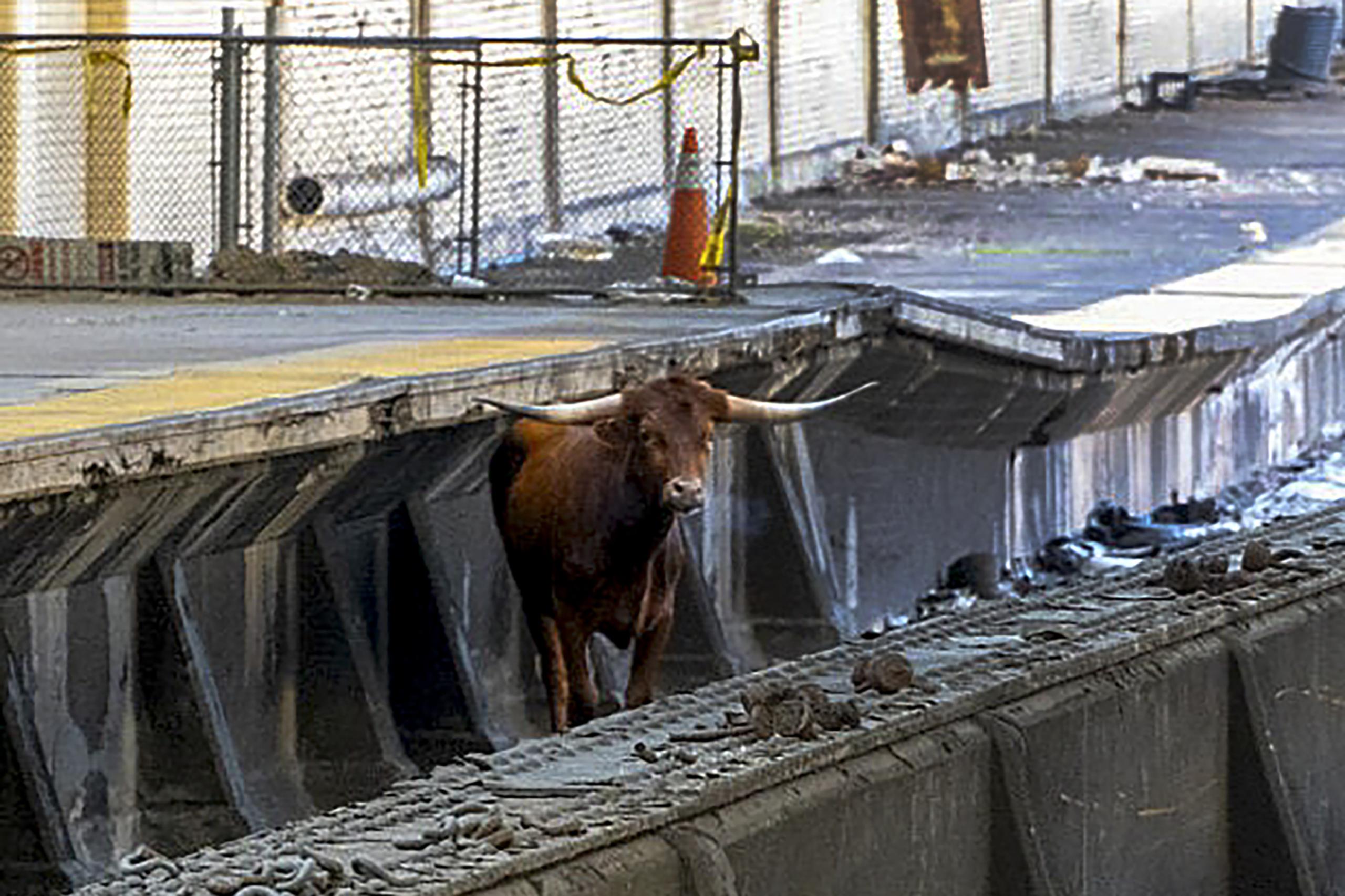 Videos publicados en la red social X muestran al toro paseándose a sus anchas por las vías del tren en la estación Newark Penn, de New Jersey.
