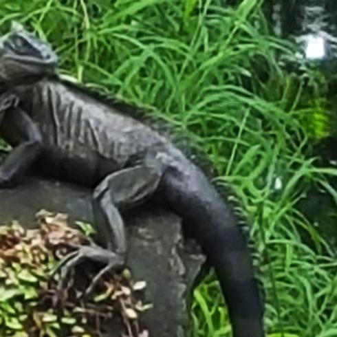 Impresionante iguana negra en Hato Rey