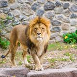 Hombre intentaba tomarse selfie con león en zoológico y terminó devorado por varios de ellos