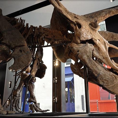 Espectacular el esqueleto del dinosaurio "Big John"