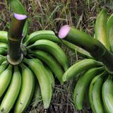 Agricultura asegura que habrá plátanos y guineos para Navidades