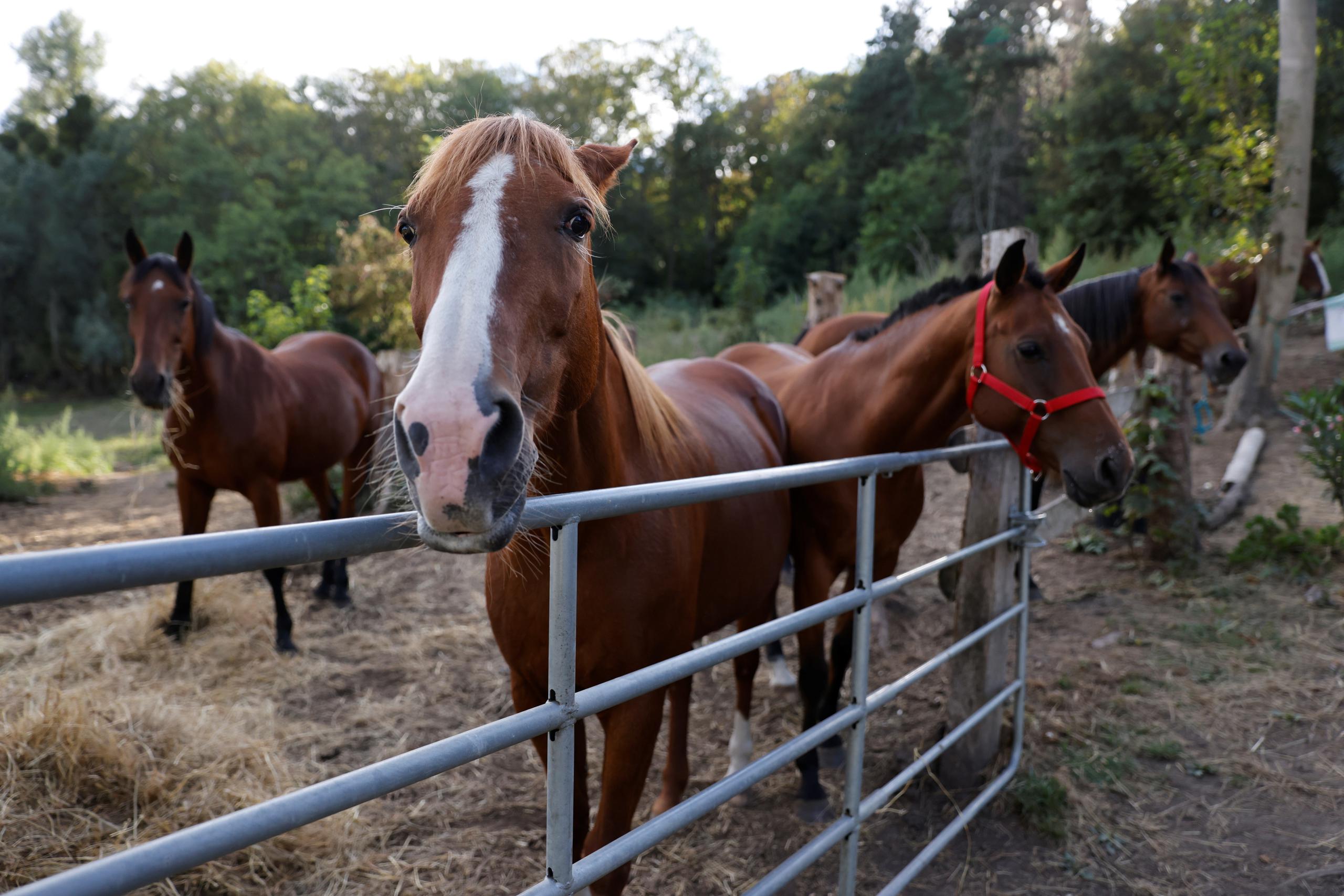 Santiago dijo que el Departamento de Agricultura es el ente que autoriza la entrada de los caballos Puerto Rico.